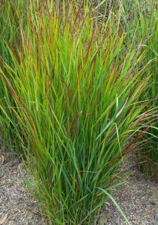 PANICUM virgatum Hanse Herms